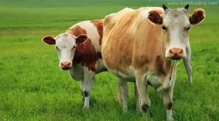 【進(jìn)口知識(shí)】進(jìn)口俄羅斯牛肉檢驗(yàn)檢疫和衛(wèi)生要求 【進(jìn)口知識(shí)】進(jìn)口俄羅斯牛肉檢驗(yàn)檢疫和衛(wèi)生要求